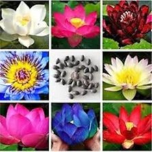 Tohumcumm 5 Adet Tohum Nadir Karışık Lotus Çiçeği Tohumu Kutsal Asya Lotus Su Çiçeği Tohumu