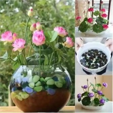 Tohumcumm 5 Adet Tohum Pembe Su Çiçeği Lotus Çiçeği Tohumu Nilüfer Suda Yetişen Çiçek Sınırlı Stok Toh