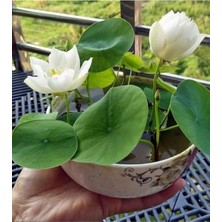 Tohumcumm 10 Adet Tohum Nadir Beyaz Kutsal Kase Lotus Çiçek Çiçeği Tohumu Hediye Tohumludur
