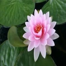 Tohumcumm 5 Adet Tohum Nadir Bulunan Pembe Lotus Çiçeği Tohumu Lotus Su Çiçeği Tohumu Nilüfer Çiçeği Tohumu