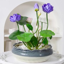 Tohumcumm 5 Adet Tohum Mavi Renk Açan Kase Lotus Su Çiçeği Japon Su Çiçeği Tohum Taze Hasat Tohumlar
