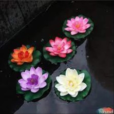 Tohumcumm 10 Adet Tohum Karışık Renkli Lotus Çiçek Tohumu Nilüfer Su Zambağı Tohumu Lotus Çiçeği