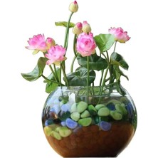 Tohumcumm 15 Adet Tohum Nadir Karışık Renkli Japon Su Zambağı Kase Lotus Çiçeği Tohumu Sınırılı Stokta