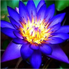 Tohumcumm 20 Adet Tohum Mavi Kutsal Lotus Su Çiçeği Tohumu Taylan Nilüfer Çiçeği Tohumu