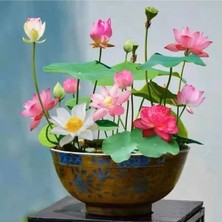 Tohumcumm 5 Adet Tohum Nadir Kase Lotus Çiçeği Tohumu Organik Kutsal Nilüfer Kase Lotus Çiçeği Tohum Hediye To