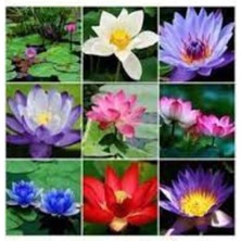 Tohumcumm 15 Adet Tohum Karışık Renkli Kutsal Lotus Çiçeği Tohumu Su Zambağı Nilüfer Çiçek Tohumu Sürpriz Hedi