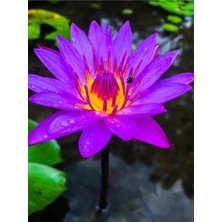 Tohumcumm 10 Adet Tohum Nadir Mor Lotus Çiçeği Tohumu Tropikal Ithal Mor Lotus Çiçeği Tohumu Kalite