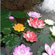 Tohumcumm 5 Adet Tohum Nadir Bulunan Ithal Lotus Çiçeği Tohumu Nilüfer Çiçek Lotus Çiçek Tohumu Hediye Tohumlu
