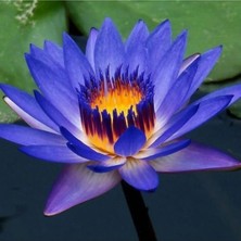 Tohumcumm 15 Adet Tohum Mavi Lotus Çiçeği Tohumu Japon Nilüfer Çiçek Tohumu Kutsal Asya Su Çiçeği Tohumu