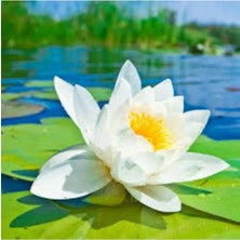 Tohumcumm 5 Adet Tohum Organik Kutsal Beyaz Lotus Su Çiçeği Nilüfer Su Çiçek Tohumu Hediye Tohum