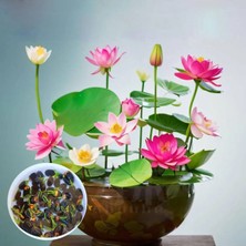 Tohumcumm 5 Adet Tohum Nadir Bulunan Pembe Renk Açan Hint Lotus Nilüfer Çiçeği Tohumu Organik Hızlı Büyür