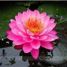 Tohumcumm 1 Adet Tohum Nadir Bulunan Pembe Lotus Çiçeği Tohumu Lotus Su Çiçeği Tohumu Nilüfer Çiçeği Tohumu
