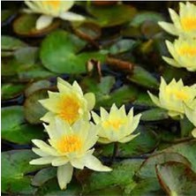 Tohumcumm 10 Adet Tohum Nadir Sarı Lotus Su Zambağı Tohumu Organik Su Çiçeği Tohumu Nilüfer