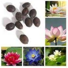 Tohumcumm 3 Adet Tohum Nadir Karışık Lotus Çiçeği Tohumu Kutsal Sayılan Japon Lotus Çiçeği Tohumu Hediye Tohum