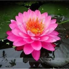 Tohumcumm 15 Adet Tohum Dev Pembe Lotus Su Çiçeği Tohumu Kutsal Sayılan Nilüfer Çiçeği Tohumu Hediye Tohum