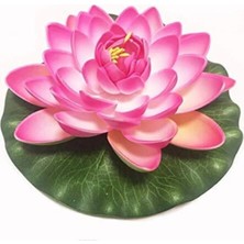 Tohumcumm Süper Paket 20 Adet Tohum Lotus Tohumu Nilüfer Çiçeği Tohumu