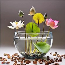 Tohumcumm 10 Adet Tohum Nadir Bulunan Kutsal Kase Lotus Çiçeği Tohumu Rengarenk Lotus Tohumu Hediye Tohumlu