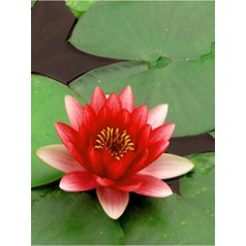 Tohumcumm 10 Adet Tohum Kırmızı Lotus Su Çiçeği Kutsal Asya Çiçeği Tohumu Su Zambağı Nilüfer Tohumu