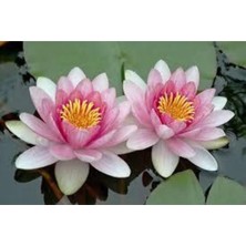 Tohumcumm 10 Adet Tohum Nadir Bulunan Pembe Lotus Çiçeği Tohumu Lotus Su Çiçeği Tohumu Nilüfer Çiçeği Tohumu