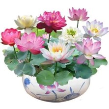 Tohumcumm 5 Adet Tohum Nadir Katmerli Bodur Karışık Lotus Çiçeği Tohumu Japon Nilüfer Lotus Tohum