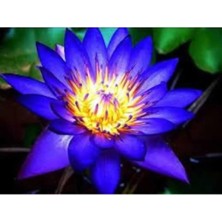 Tohumcumm 10 Adet Tohum Organik Mavi Nilüfer Çiçek Tohumu Lotus Japon Dev Çiçek Tohumu Hediye Tohumlu