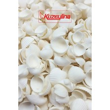 Kuzeylina Deniz Kabuğu 500 gr Paket Clam Rose Cochles -orta
