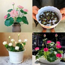 Tohumcumm 10 Adet Tohum Pembe Kutjal Lotus Japon Su Zambağı Nilüfer Çiçek Tohumu Taze Hasat Sınırlı Stok