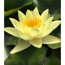 Tohumcumm 5 Adet Tohum Organik Lotus Sarı Su Çiçeği Tohumu Organik Nilüfer Çiçeği Tohumu Hediye Tohumlu