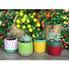 Moontime Alaçatı 4'lü Sukulent ve Kaktüs Saksı Seti Tutti Frutti Meyveler