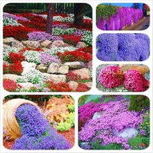 Asitan Dashing Look Karışık Renkli Sarkan Obrizya Çiçeği Tohumu 35 Adet TH-159888369805