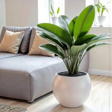 Moontime Alaçatı Polivahome Küre Saksı Modern Dekoratif Plastik Saksı 27 Litre (Içsiz)
