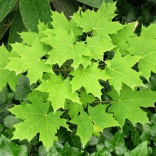 Gloria Fidancılık Tüplü Çınar Yapraklı Akçaağaç Fidanı 180–200 cm –acer Platanoides Peyzaj Ağacı