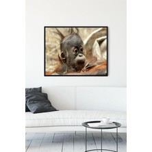 (PSTER13936) Yavru Maymun Eğlenceli Mizahi Çerçeveli Tablo (50X70CM)