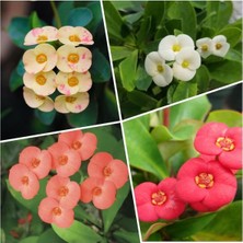 4'lü Dikenler Tacı Çiçeği(Sarı-Kırmızı-Pembe-Beyaz)10-15 cm Tüplü Çiçekli Euphorbia Mil