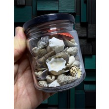 Dekoratif Gerçek Deniz Kabuğu Seti, 100GR, Orta Boy, Çok Renkli