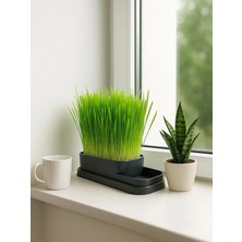 Mucit Home Topraksız Doğal Kedi Çim Yetiştirme Kabı