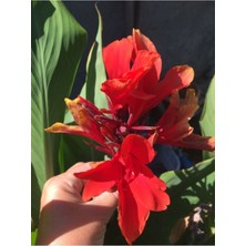 Isparta Gülü Canna Zambağı Kırmızı Hint Gülü 10-20 cm