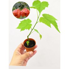  Ağaç Küpesi Lamba Bitkisi Fide Abutilon Hybridum