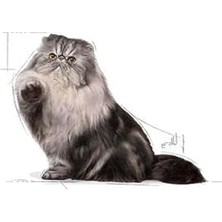 Aydogan's Royal Canin Persian Adult Kedi Yaş , 85 gr (4 Paketi)