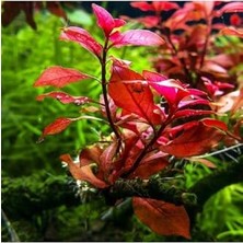 Aydogan's Ludwigia Mini Super Red Saksı Canlı Bitki