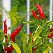 Aydogan's Geleneksel Birds Eye Acı Mini Chili Pepper Biber Tohumu (70 Tohum)