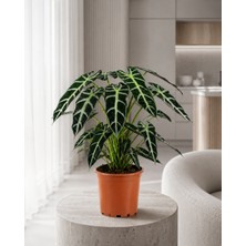 Gardenkoala Alokasya Bambino – Alocasia Amazonica Bambino – 12 cm Saksı