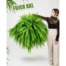 Gardenkoala Fujer – Aşk Merdiveni – Nephrolepis exaltata – 21 cm Askılı Saksı