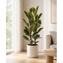 Gardenkoala Kauçuk Bitkisi Tineke – Ficus Elastica – Çift Gövde, 21 cm Saksı