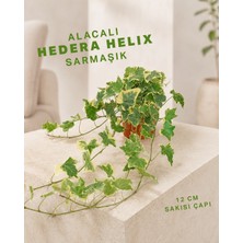 Gardenkoala Alacalı Sarmaşık– Hedera Helix – 12 cm Saksı