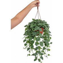 Gardenkoala Scındapsus Askılı – Scindapsus – 15 cm Saksı
