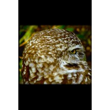 Blank Weekly Planner: Owl