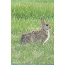 Lined Bunny Journal