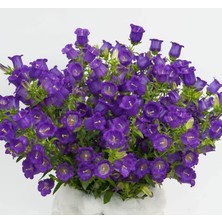 Çan Çiçeği Tohumu (Mini Maviş) Mavi Renkli - 5 Tohum