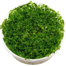 Rotala Indica Green In Vitro 200CC Canlı Bitki